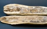 15 million year old fish fossil