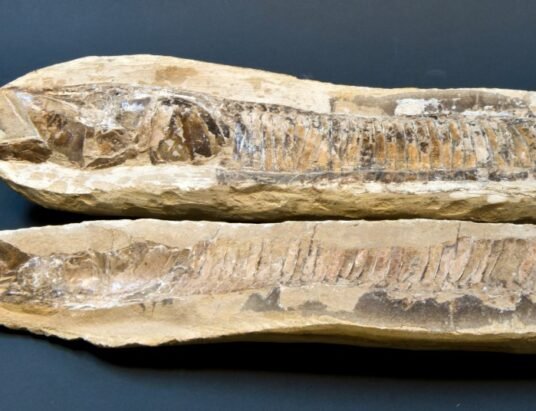 15 million year old fish fossil