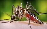 Aedes aegypti mosquito biting