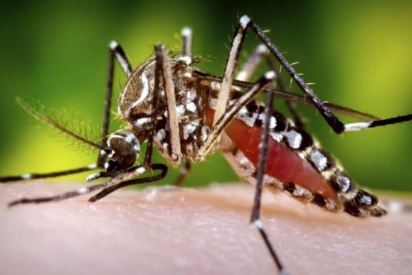 Aedes aegypti mosquito biting
