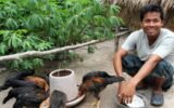 Cambodia backyard poultry