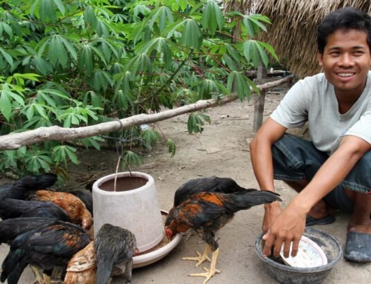 Cambodia backyard poultry