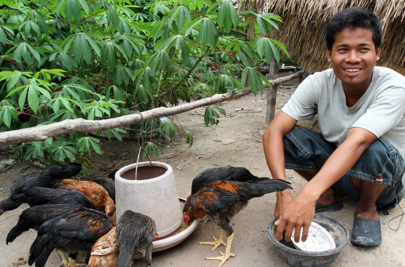 Cambodia backyard poultry