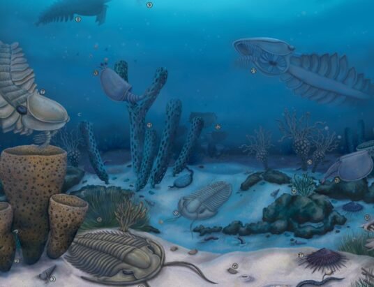 Cambrian Explosion ocean life