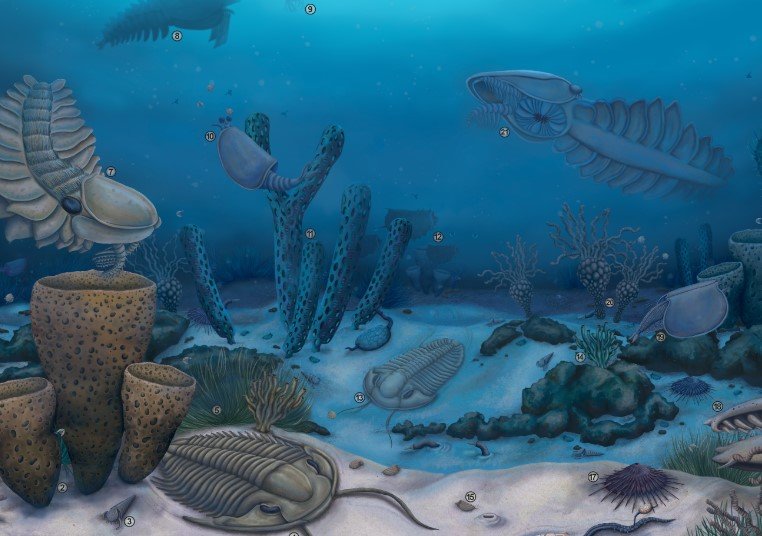 Cambrian Explosion ocean life