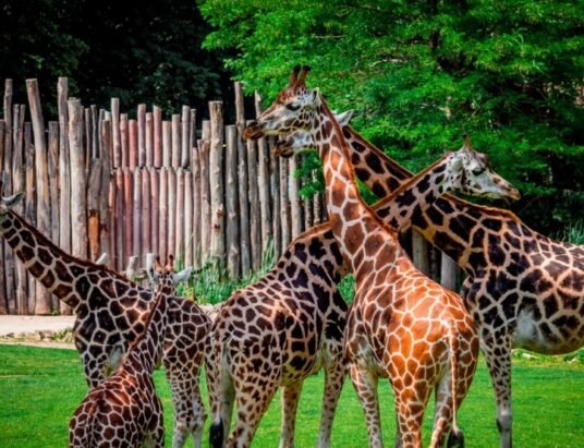 Georgia Safari Conservation Park animals