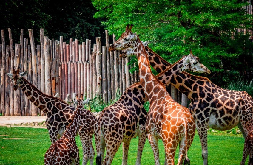 Georgia Safari Conservation Park animals
