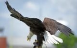 Georgia Southern eagle mascot Freedom