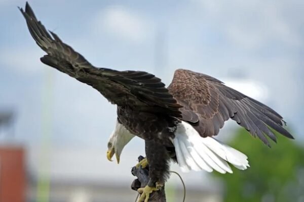 Georgia Southern eagle mascot Freedom
