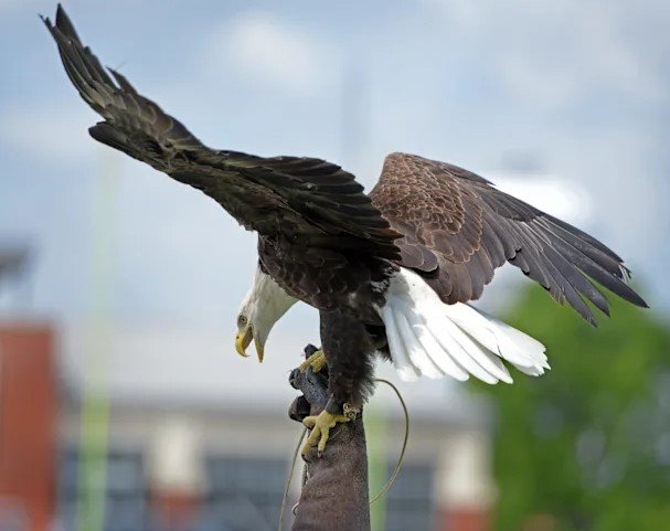 Georgia Southern eagle mascot Freedom