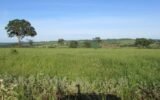 Georgia agricultural landscape