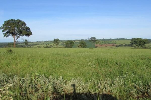 Georgia agricultural landscape