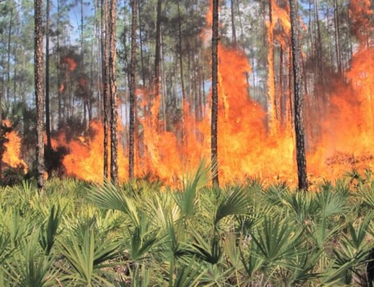 Georgia wildfire prevention safety