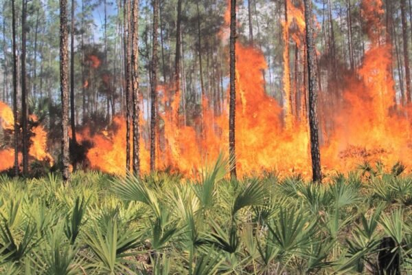 Georgia wildfire prevention safety