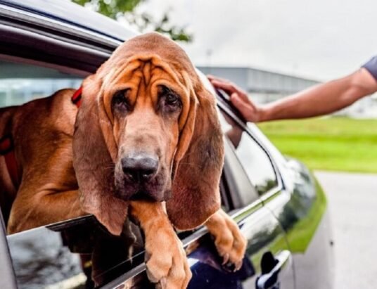 Kerala police cadaver dogs
