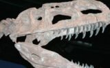 Middle Jurassic dinosaur fossil