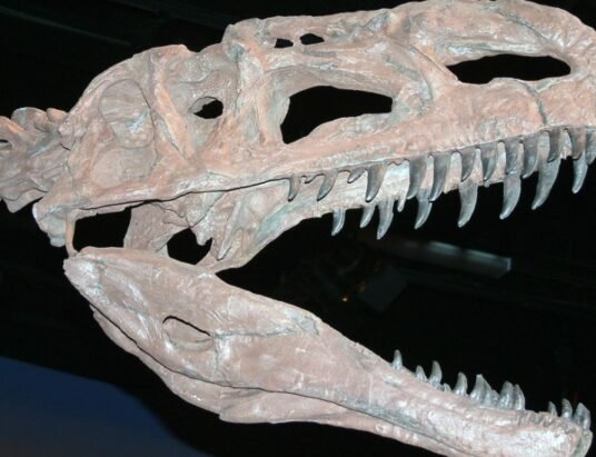 Middle Jurassic dinosaur fossil