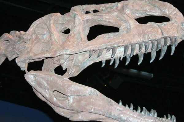 Middle Jurassic dinosaur fossil