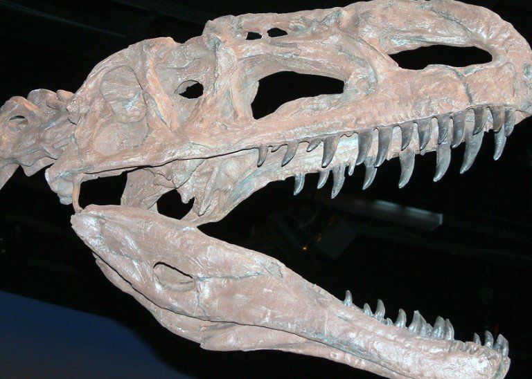 Middle Jurassic dinosaur fossil