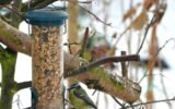 backyard bird feeder