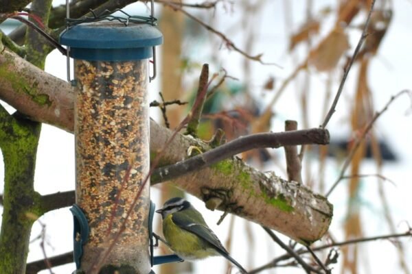 backyard bird feeder