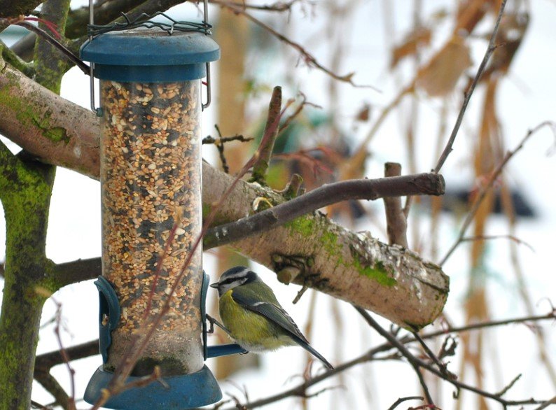 backyard bird feeder