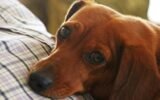 dog chronic kidney disease treatment