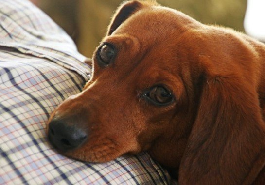 dog chronic kidney disease treatment