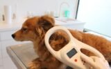 pet microchip database shutdown