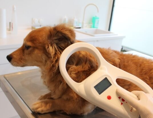 pet microchip database shutdown