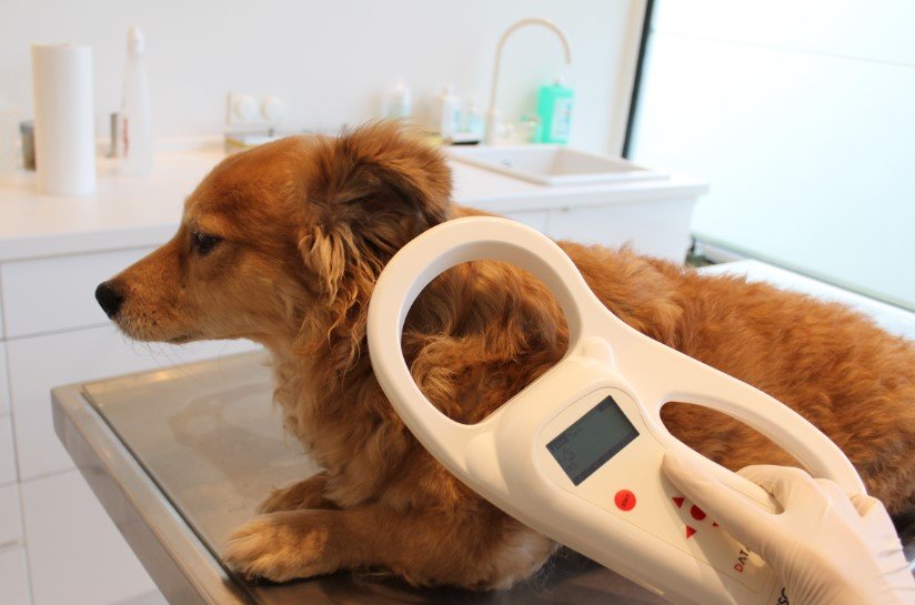 pet microchip database shutdown