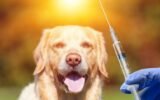 rabies-vaccine-injection-dog-bite