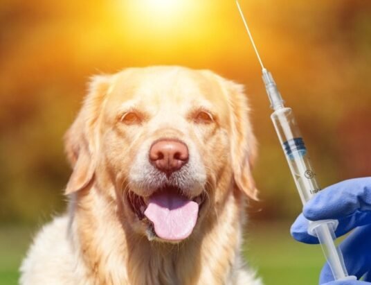 rabies-vaccine-injection-dog-bite
