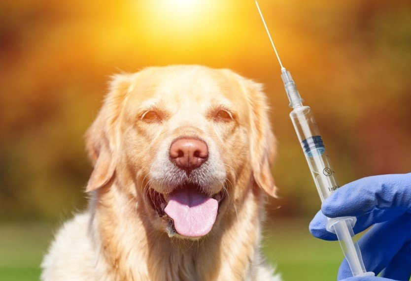rabies-vaccine-injection-dog-bite