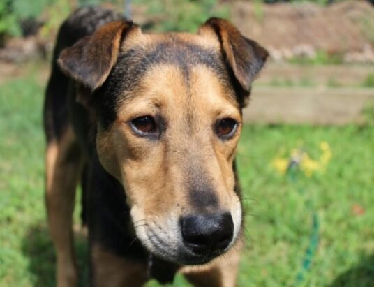 rescued shelter dogs