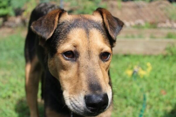 rescued shelter dogs