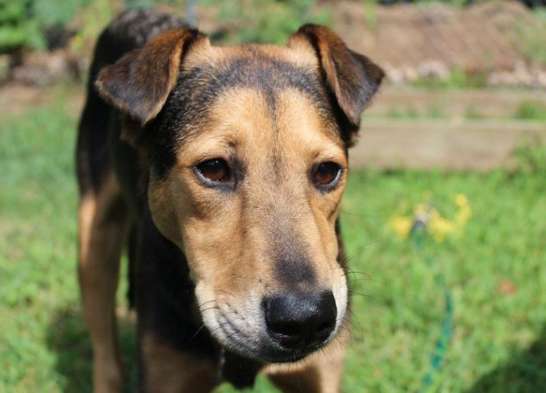 rescued shelter dogs