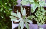 rosemary and sage herbs close-up