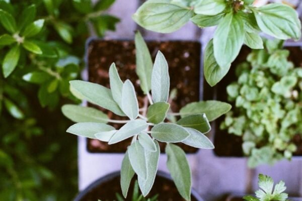 rosemary and sage herbs close-up