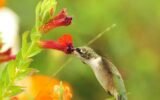 ruby-throated hummingbird feeding
