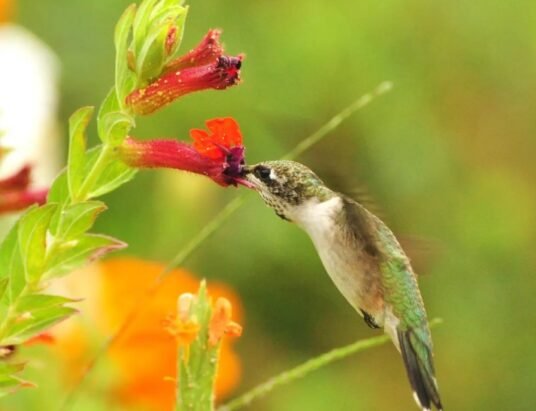 ruby-throated hummingbird feeding