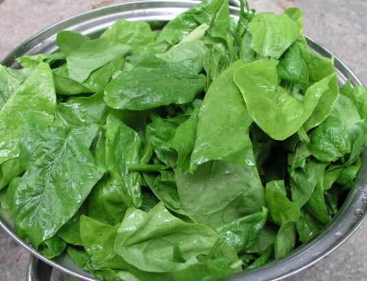 spinach leaves