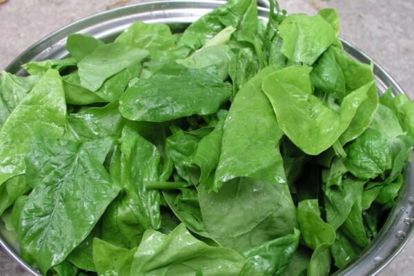 spinach leaves