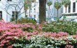 spring weather in Georgia landscape