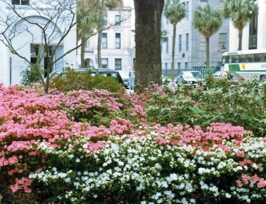 spring weather in Georgia landscape