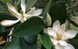 sweetbay magnolia Georgia