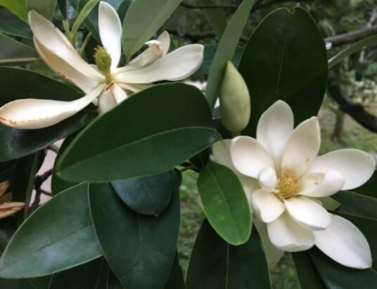 sweetbay magnolia Georgia