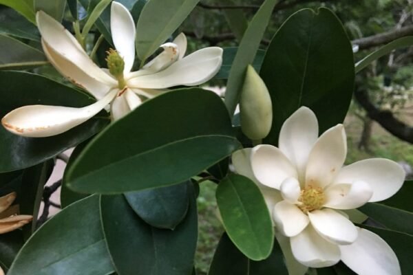 sweetbay magnolia Georgia