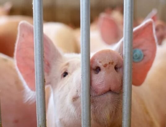 swine flu outbreak India