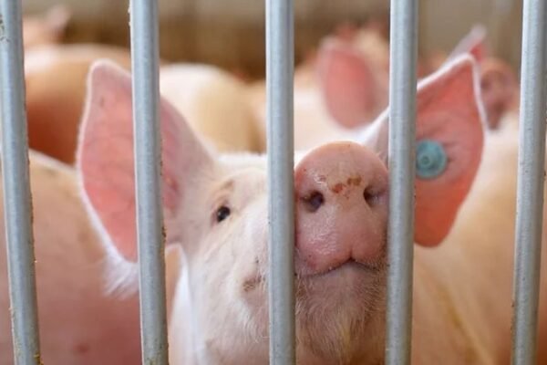 swine flu outbreak India